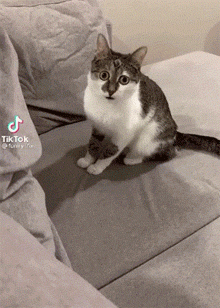 这猫不知道看到了什么眼睛瞪得老大眼珠都快瞪出来了