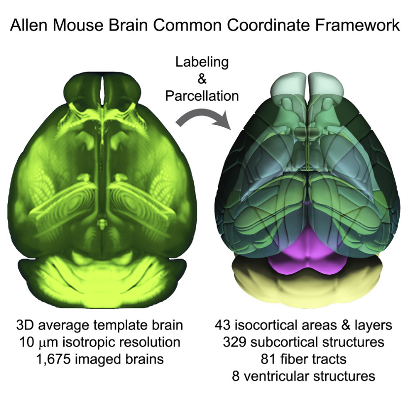 浅谈全球脑计划研究之前世今生未知领域的无限可能