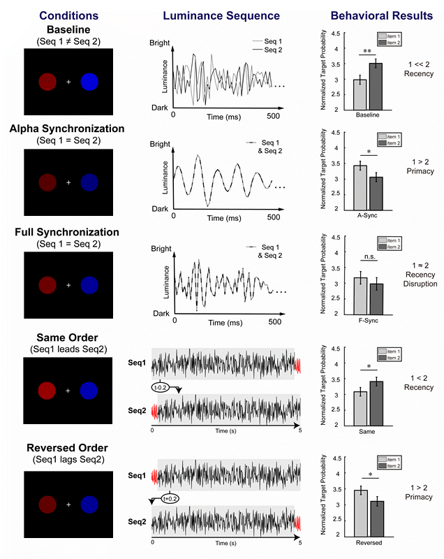 Prog Neurobiol :一种操控人脑工作记忆的“动态扰动”新范式_新浪新闻