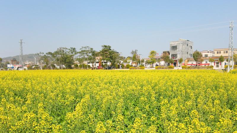 赏花正当时!汕尾陆丰河东镇欧厝村举办首届农业旅游观光油菜花节
