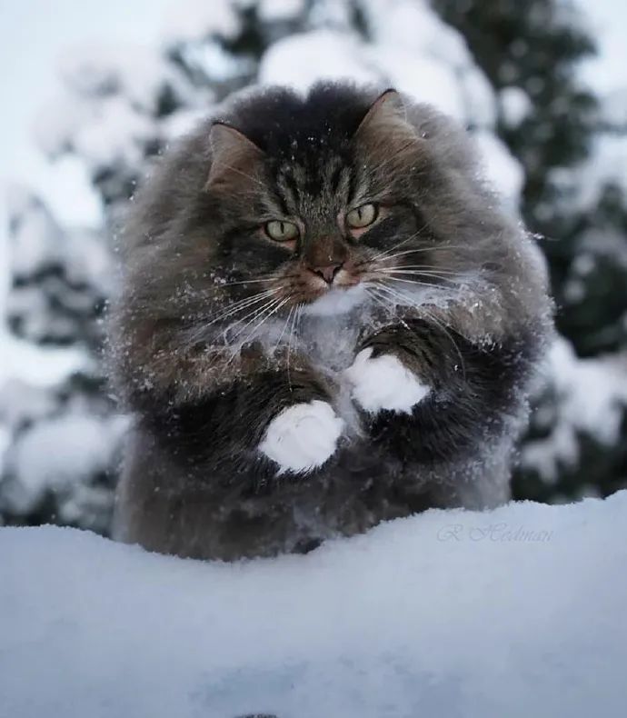 快乐猫猫起飞系列!灵活的胖子真的好可爱哦!