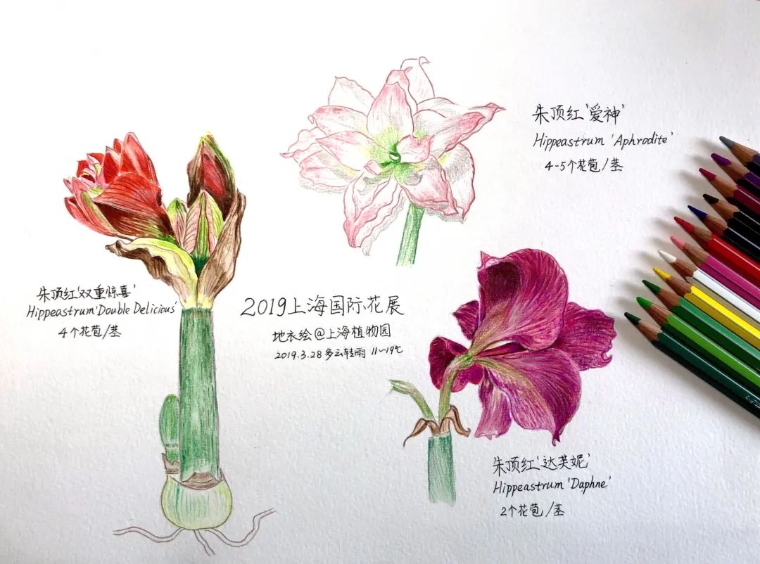 【便民】3月份,申城公园这些花展和活动等你来