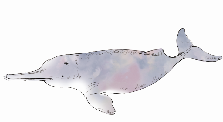 你不知道的长江宝贝