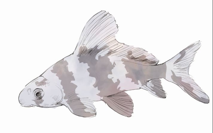 胭脂鱼体侧面观长椭圆形,侧扁,背鳍始点处体最高;腹部宽圆,腹缘较直.