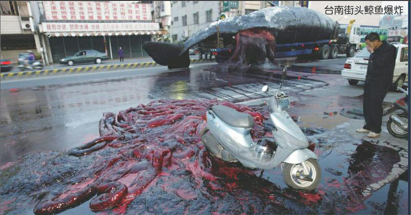 下水道死老鼠粪便这些味道在它面前都是渣渣动物蝌学