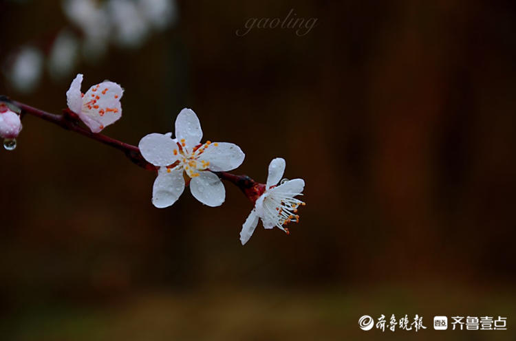 情报站雨中绽放的杏花有多美跟随壹粉的镜头来感受一下吧