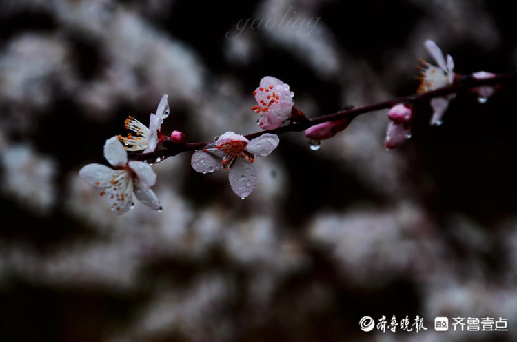 情报站雨中绽放的杏花有多美跟随壹粉的镜头来感受一下吧