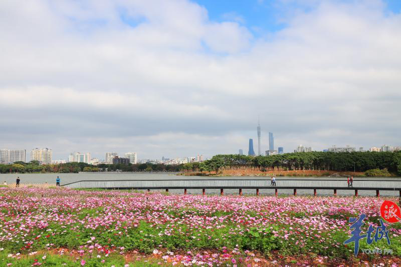 图集花海来袭看广州这个五彩斑斓的春天啊附赏花攻略