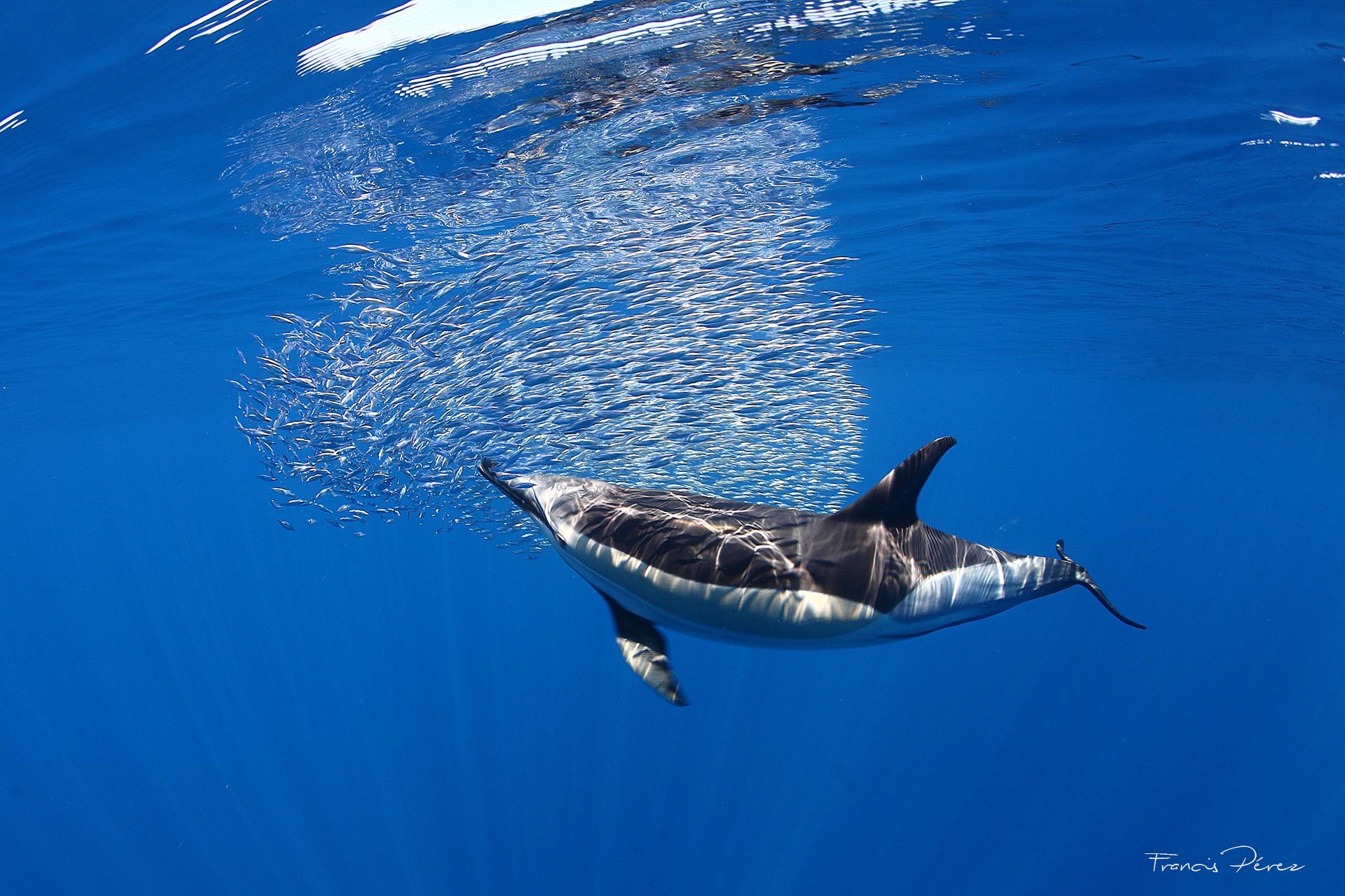 全球新增两个鲸豚遗产地 助推海洋动物保护及旅游业可持续发展