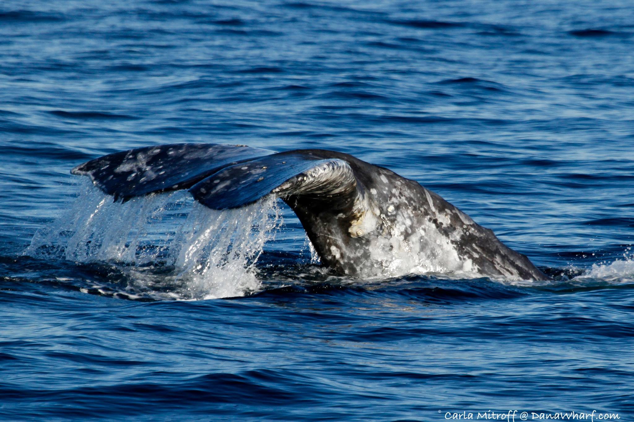 全球新增两个鲸豚遗产地 助推海洋动物保护及旅游业可持续发展