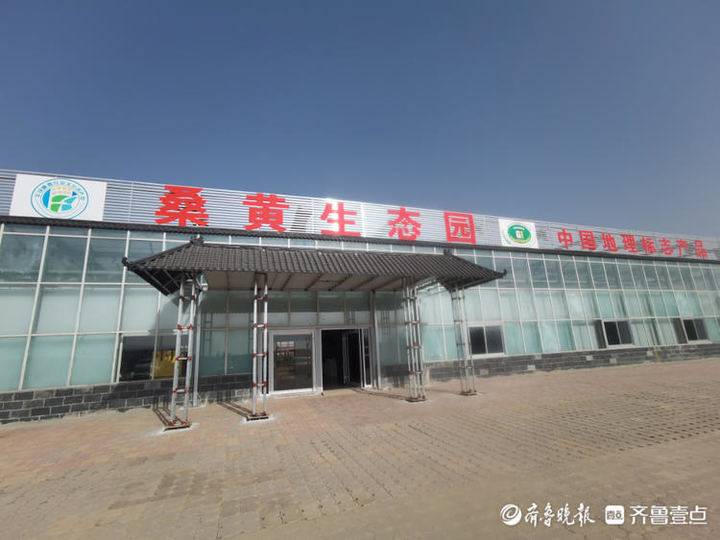 德百古桑产业研究院揭牌亮相:挖掘古桑健康价值,宣传古桑文化|夏津|古桑|博物馆