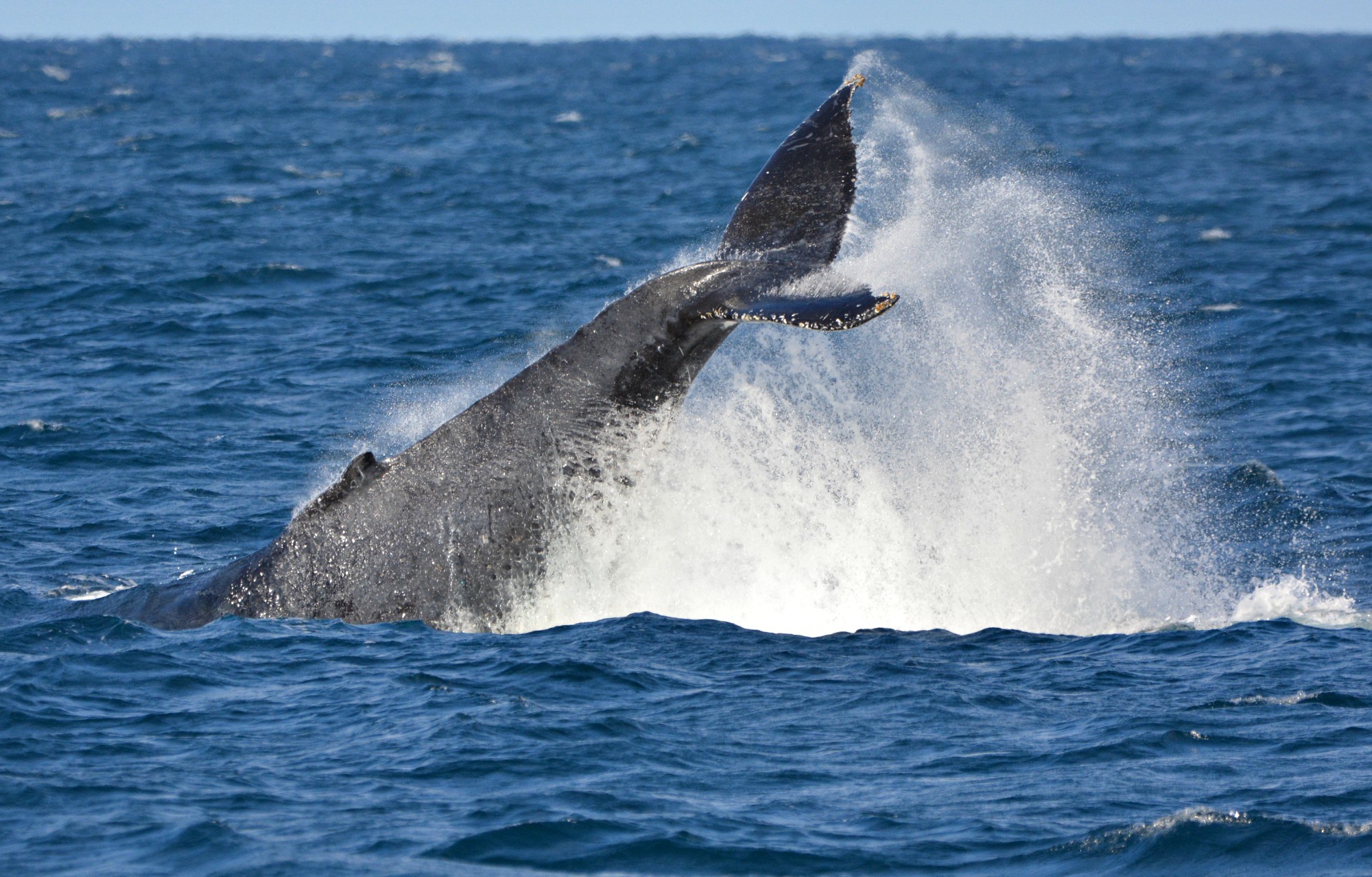 全球新增两个鲸豚遗产地
