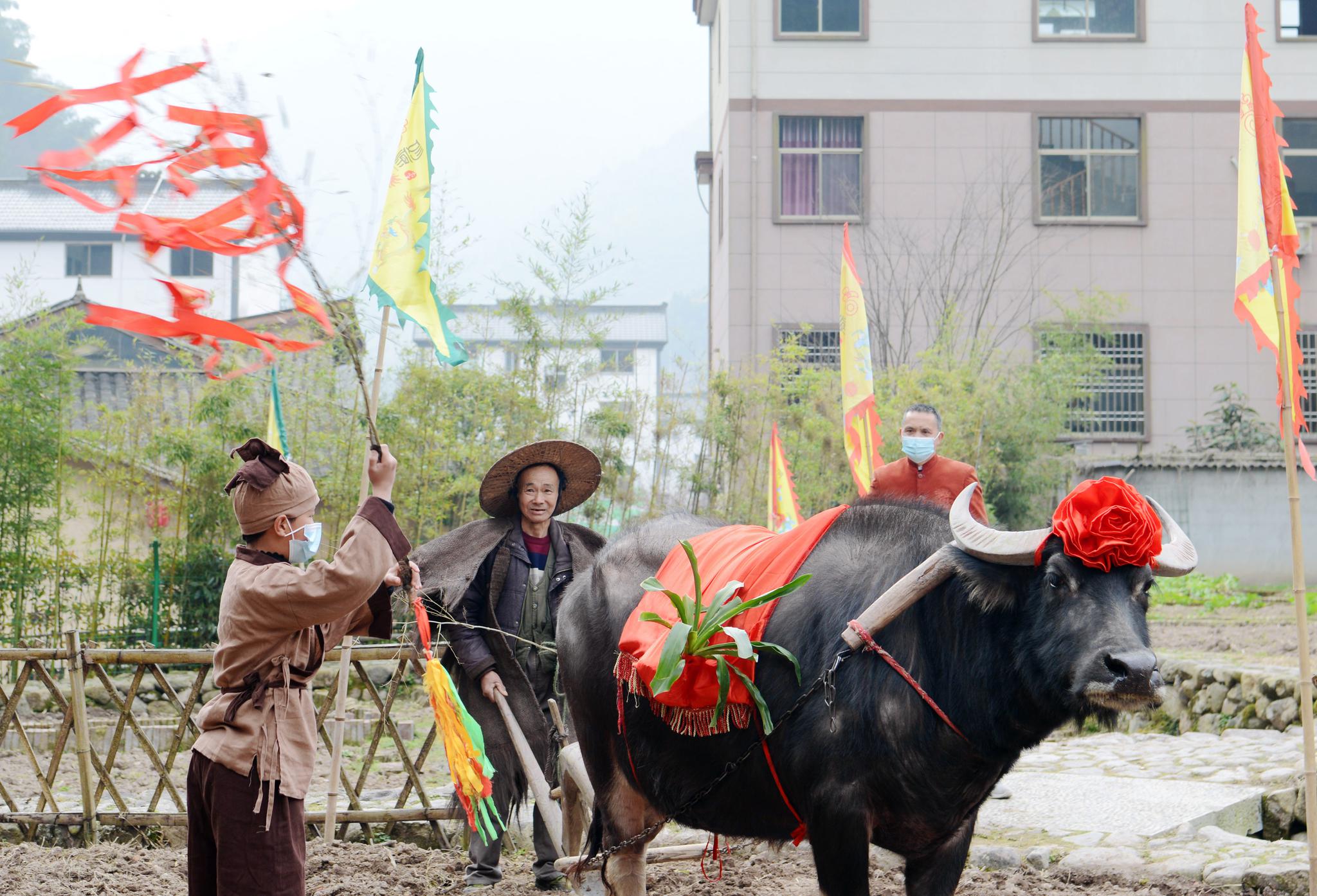 用延续千年的习俗迎接春天 九华"云祭春"举行|春牛