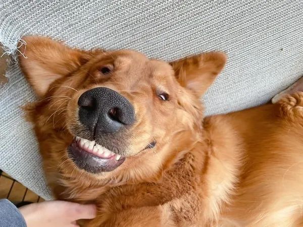 大金毛躺地求摸摸,铲屎官却被吓到:丑到不敢认!