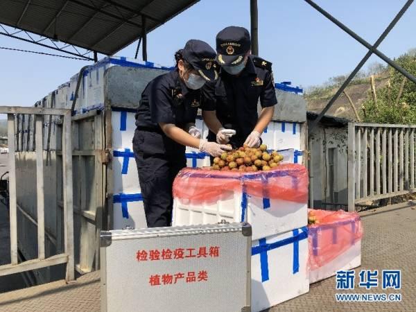 昆明海关所属河口海关关员查验进口越南荔枝。（昆明海关供图）