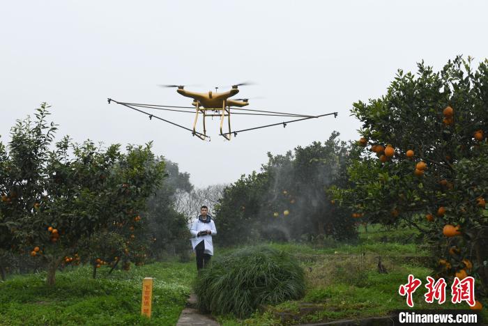 图为研究所工作人员使用无人机为果园里的柑橘树喷洒农药. 周毅 摄