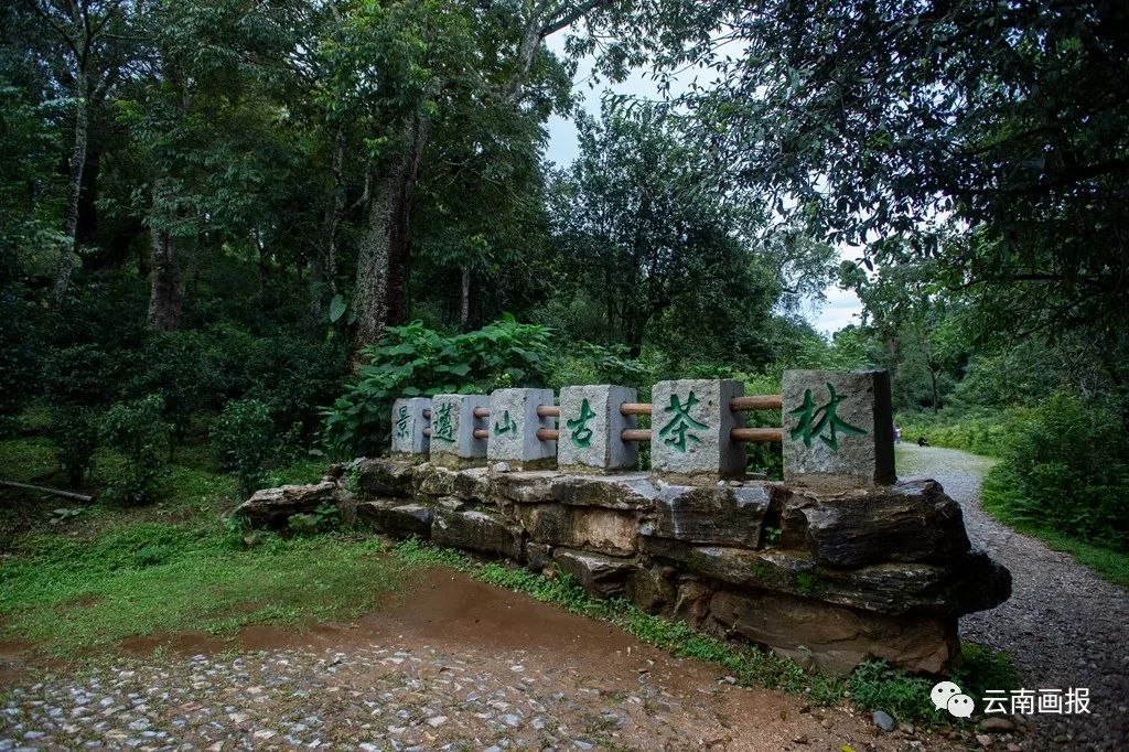 定了云南景迈山古茶林文化景观被国务院批准为中国2022年正式申遗项目