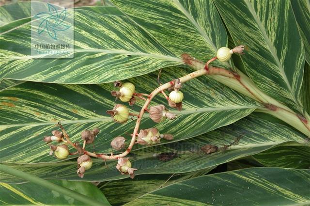 箭杆风,见过吗?治风湿痹痛,胃痛,跌打损伤