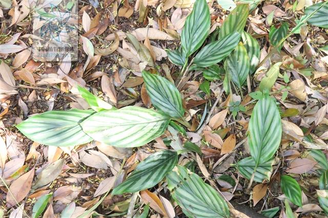 箭杆风,见过吗?治风湿痹痛,胃痛,跌打损伤