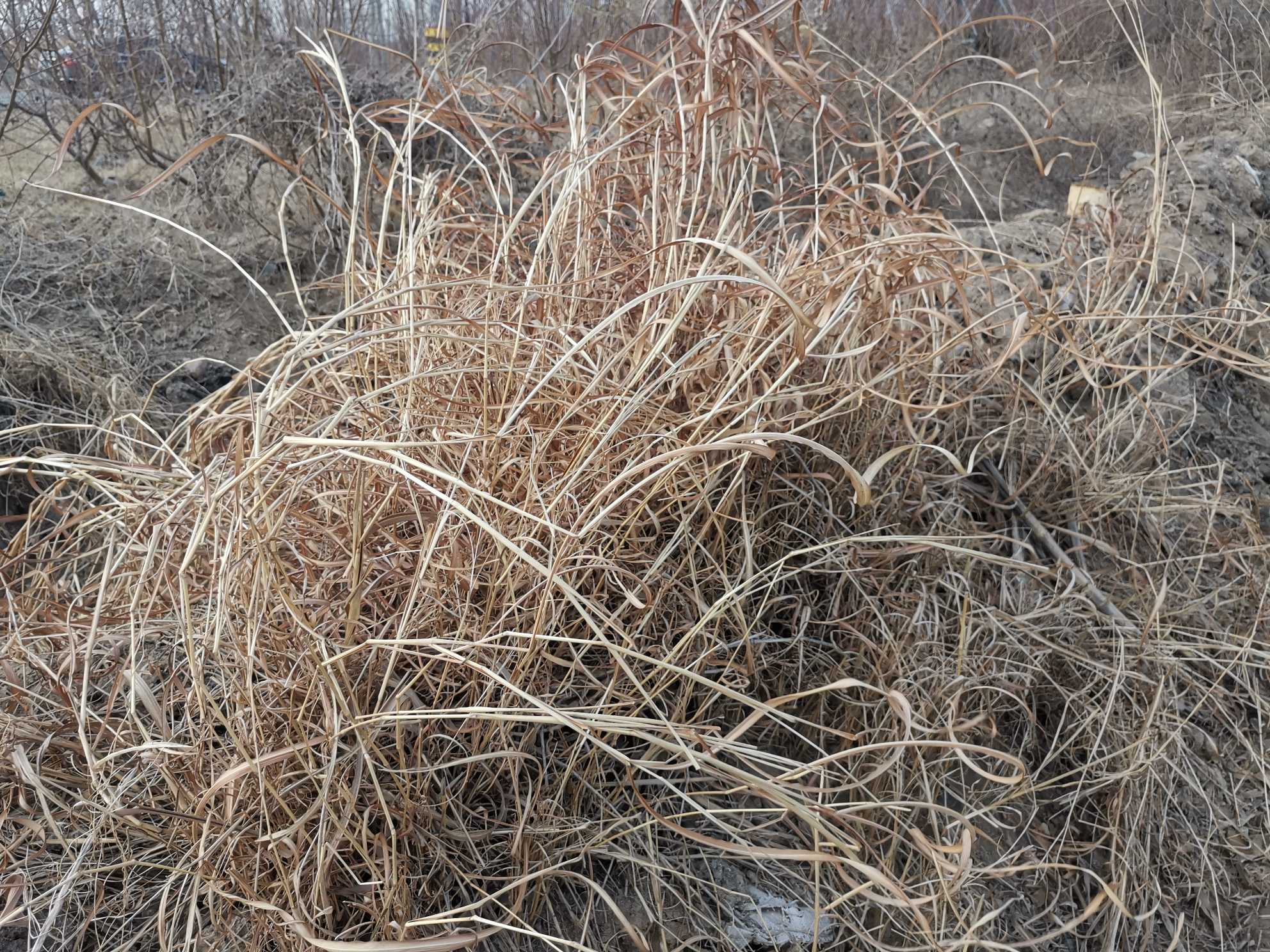 衰草枯杨,傲立东风迎春来