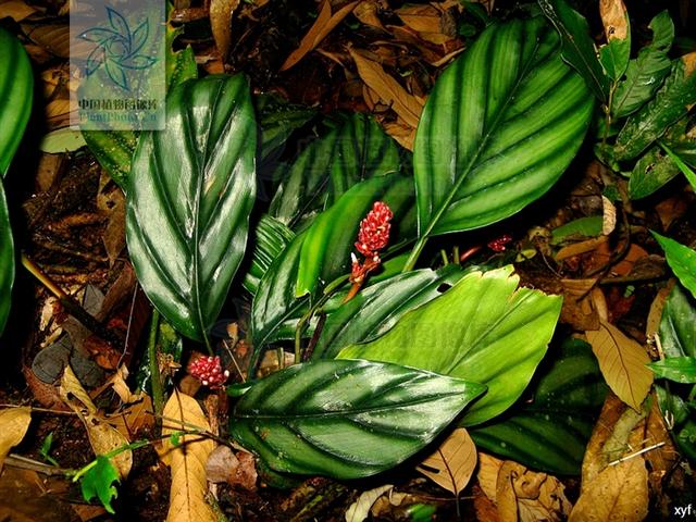 性味功效《全国中草药汇编》辛,温.止咳平喘,散寒止痛,除风湿,解疮毒.