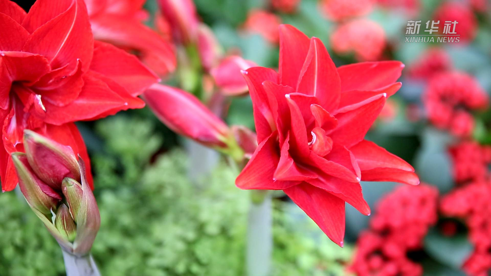 送你一朵小红花