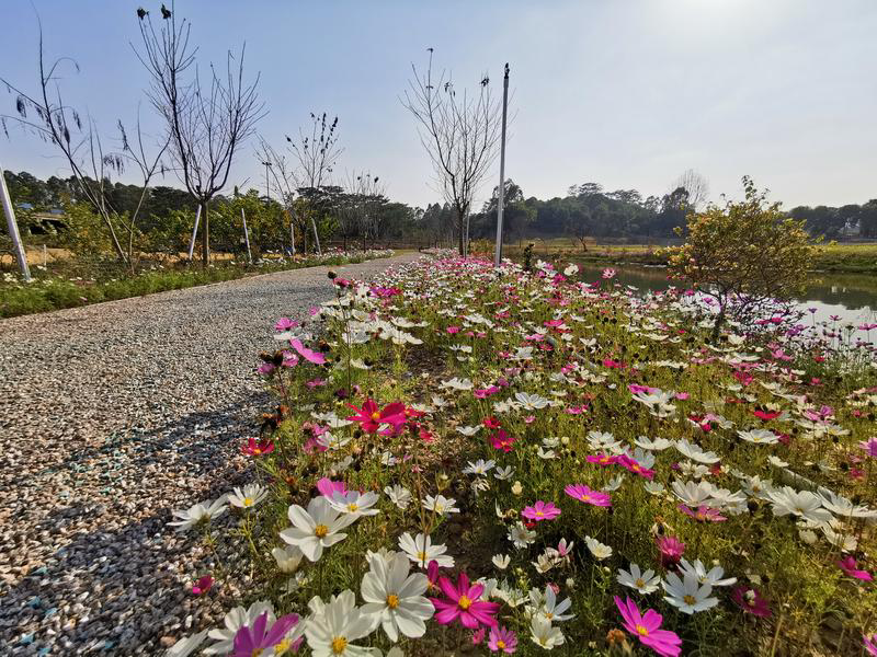 东莞塘厦花海2月9日起免费对市民开放