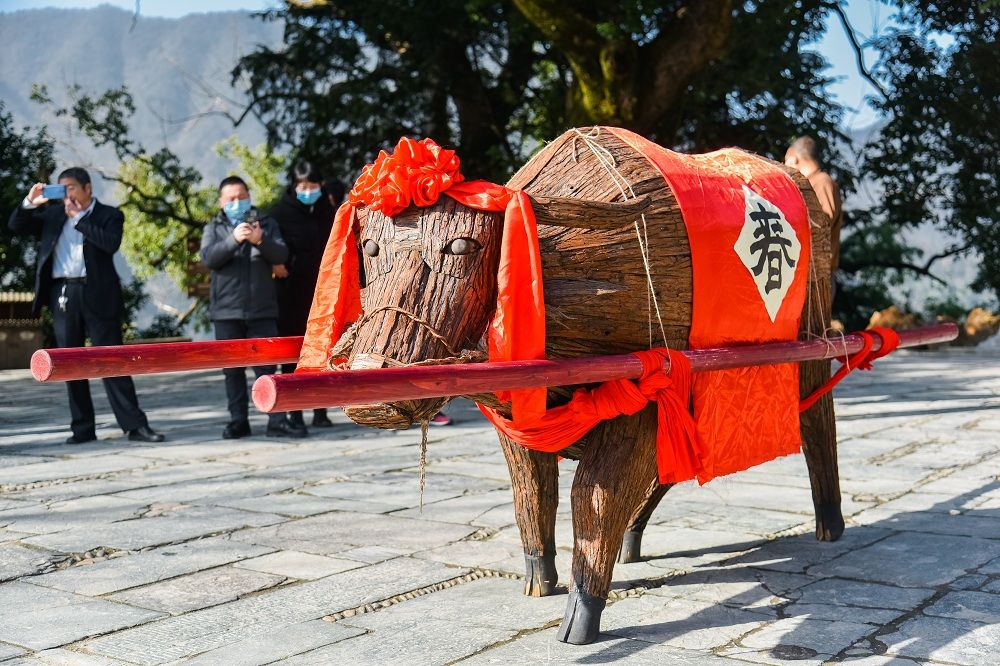 江西婺源鞭牛迎春祝丰登春暖花开来报春