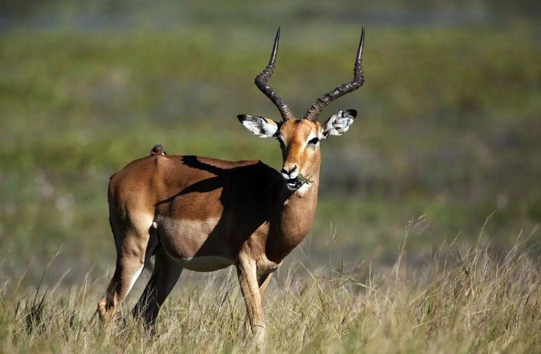 以案释法一村民因非法猎捕珍贵野生动物获刑
