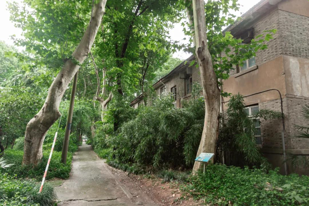 图为杭大新村一角.新华社发(毛静雯摄)