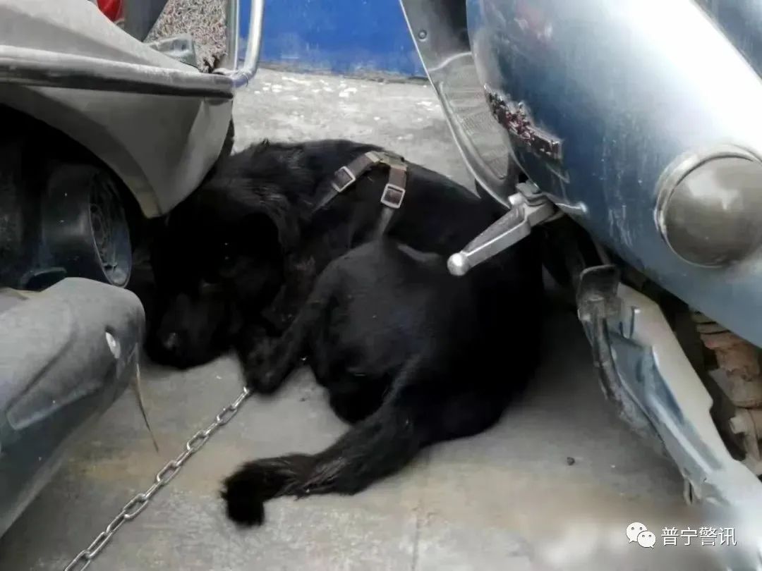 普宁这两名偷狗贼全部落网了!