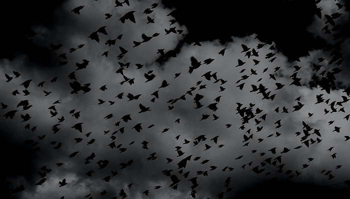 图片来源:Pelly Benassi/Unsplash