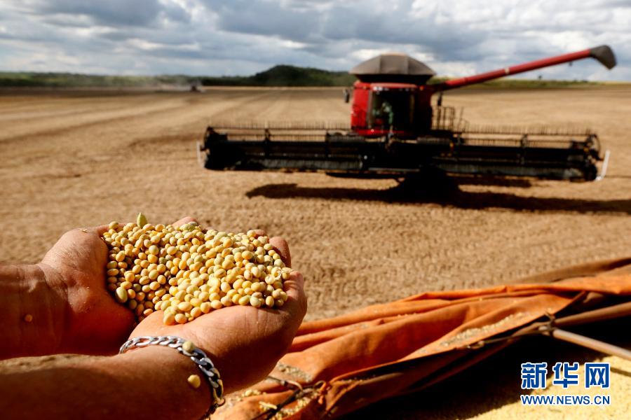 2月4日,巴西正式开始2020-2021年度的全国大豆收割工作,巴西农业界