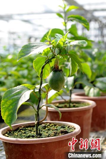 探访福建长汀百香果育苗基地