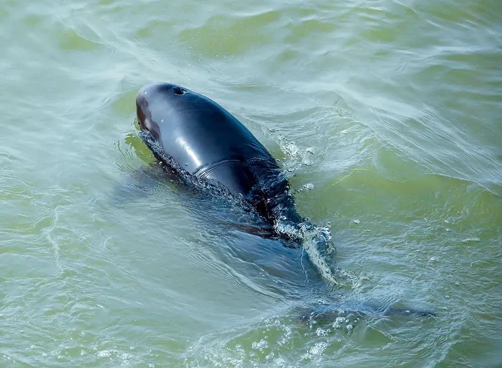 《名录》物种全部予以保留,其中豺,长江江豚等65种由国家二级保护野生