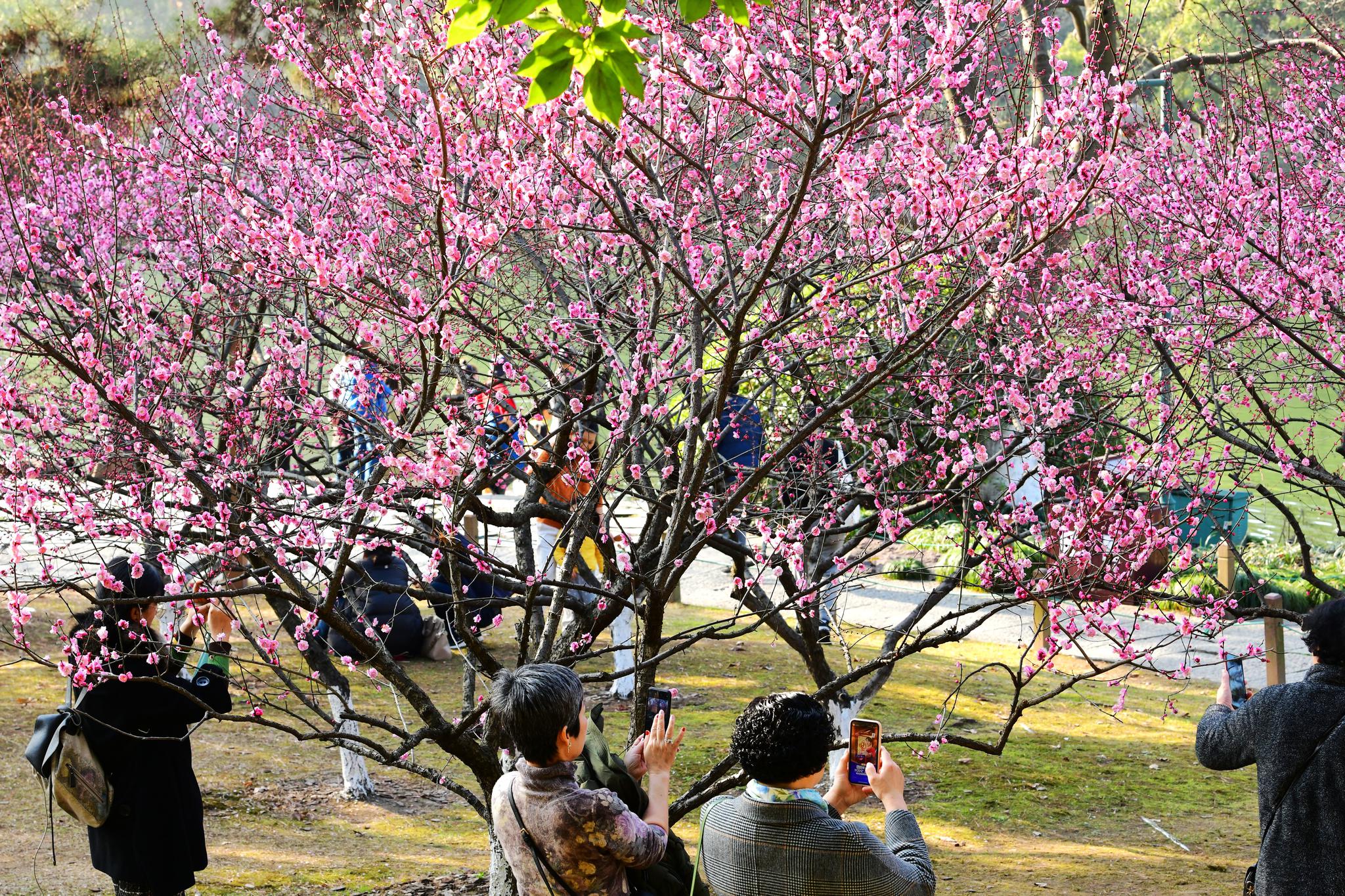 杭州:孤山赏梅渐入佳境