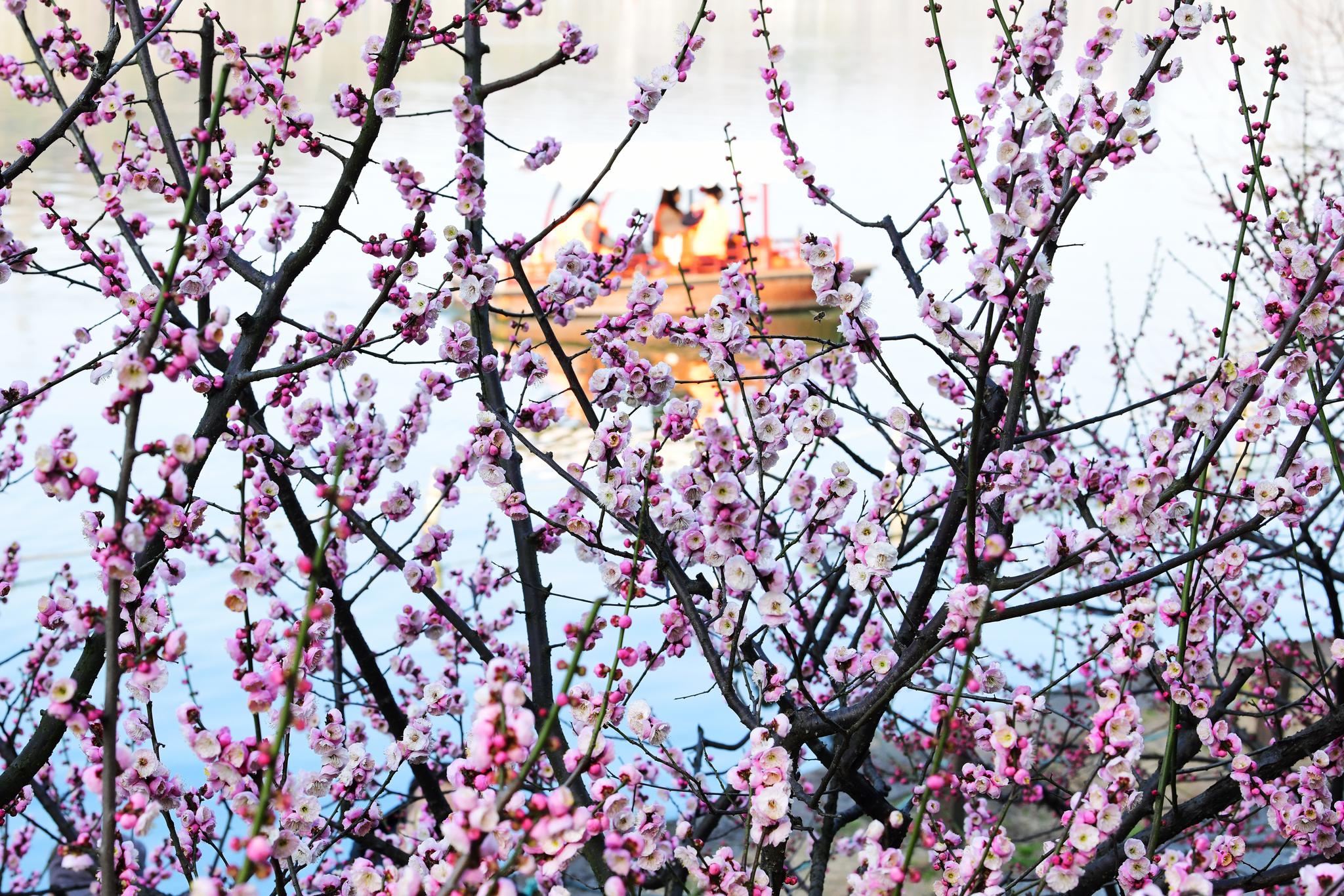 杭州:孤山赏梅渐入佳境