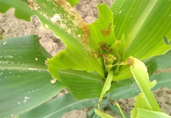 70主粮病虫害将重发详细地区公布