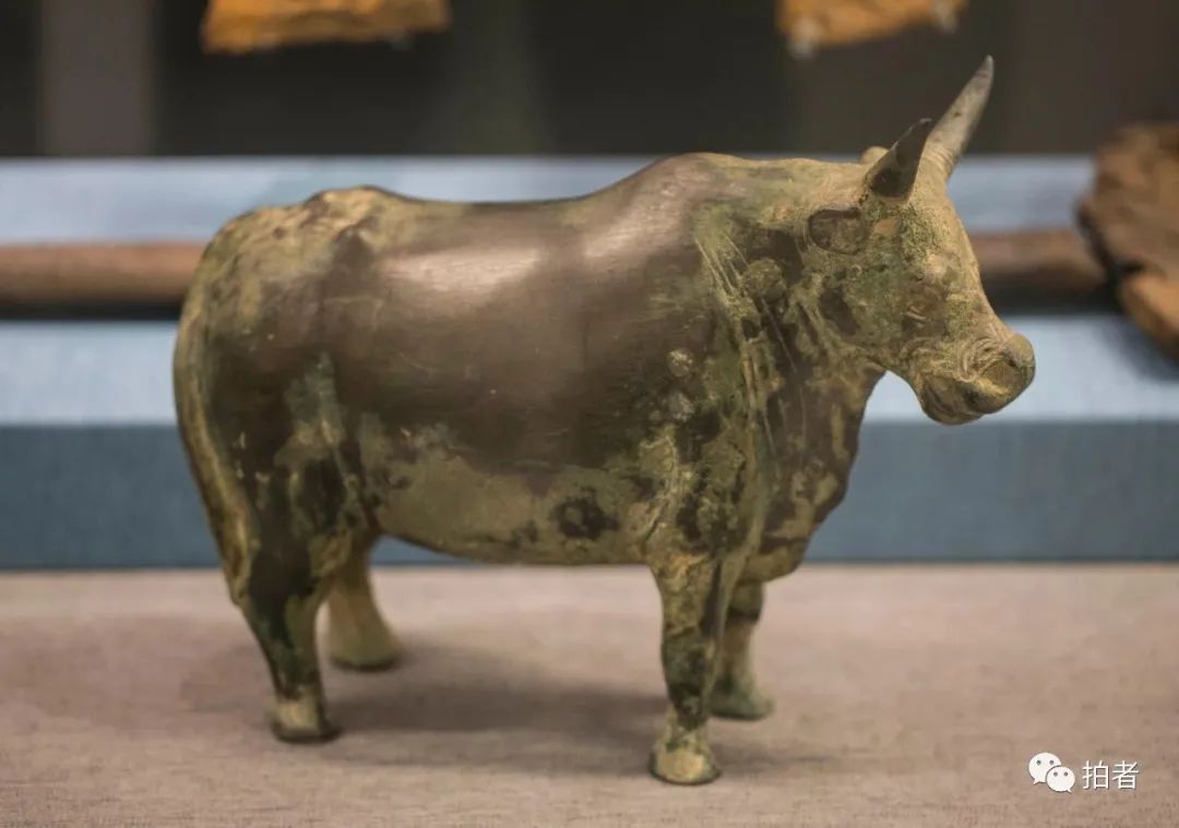 古代中国基本陈列展厅,旧石器时代中期(距今约20万年-5万年),原始牛