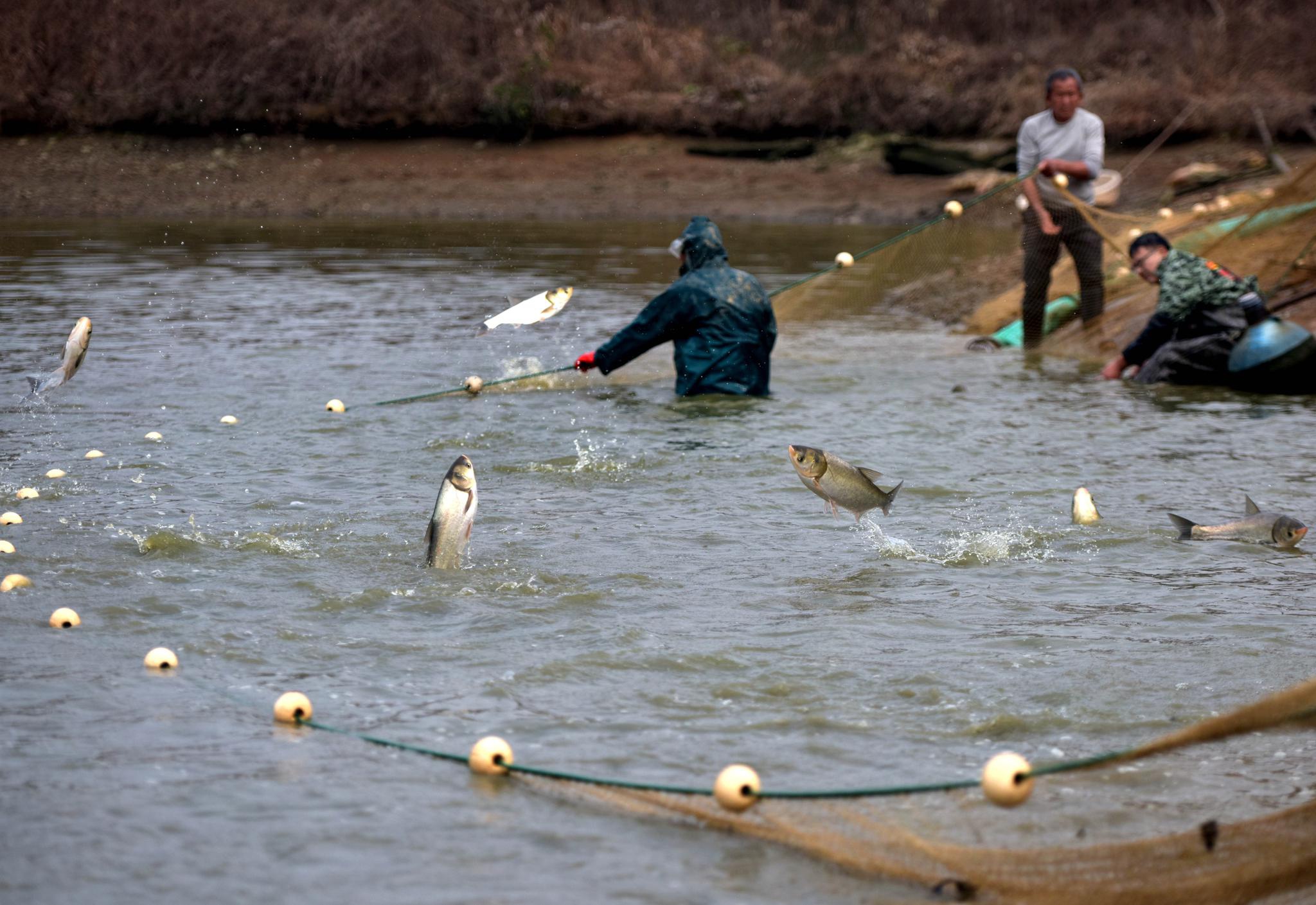 开捕!年鱼上了"身份证"