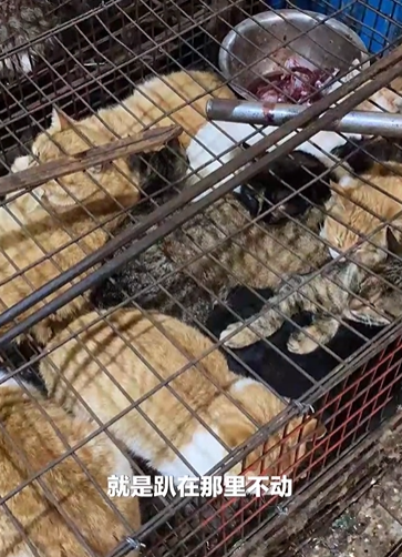 残忍!湖南永州通报市场宰杀,售卖活猫