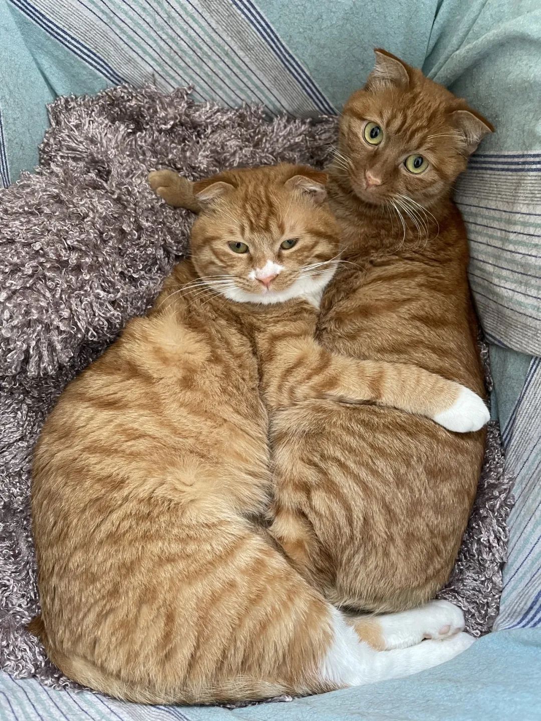 正文          一个月时从好心奶奶家抱回来,就不用做流二代了,现在是