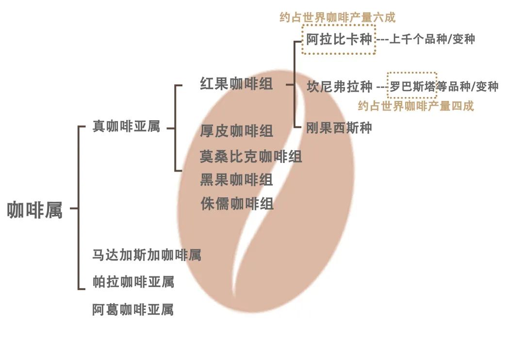 咖啡原种与品种的位阶▼如今咖啡的主流品种是阿拉比卡咖啡和罗布斯塔