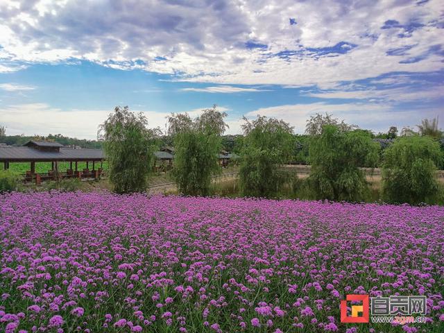 实现收入超千万元 琵琶镇村级集体经济方兴如火