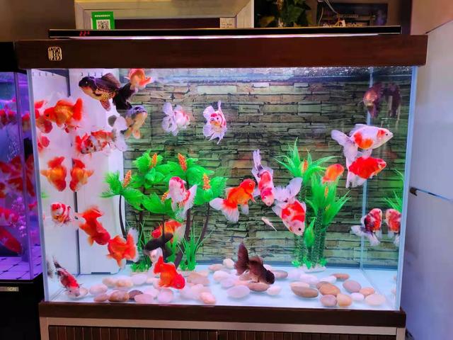 確認用 金魚 Ninet Com Pe 確認用 金魚 Ninet Com Pe