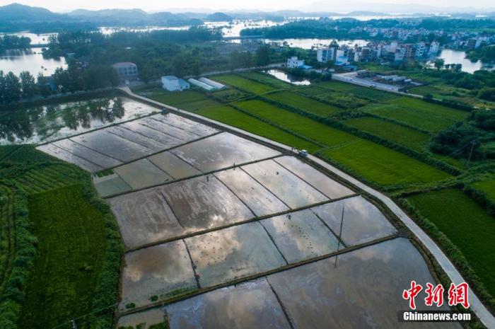资料图为江西湖口县均桥镇农民一边在栽插晚稻，一边在播种育秧。 李学华 摄