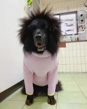 开开心心的给狗子穿上新衣服,结果这货被电成爆炸头!