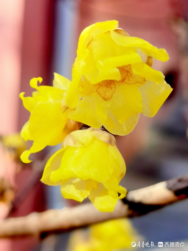 小区蜡梅盛开,增加了过年的气氛|李春英|蜡梅|济南_新浪新闻