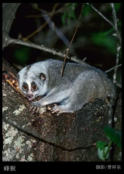 组图丨夜行动物夜幕下的生命世界