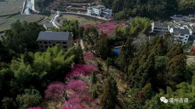 村,快来绝美的梅岙村观赏醉美梅园,错过待来年|梅园|赏梅|永嘉_新浪